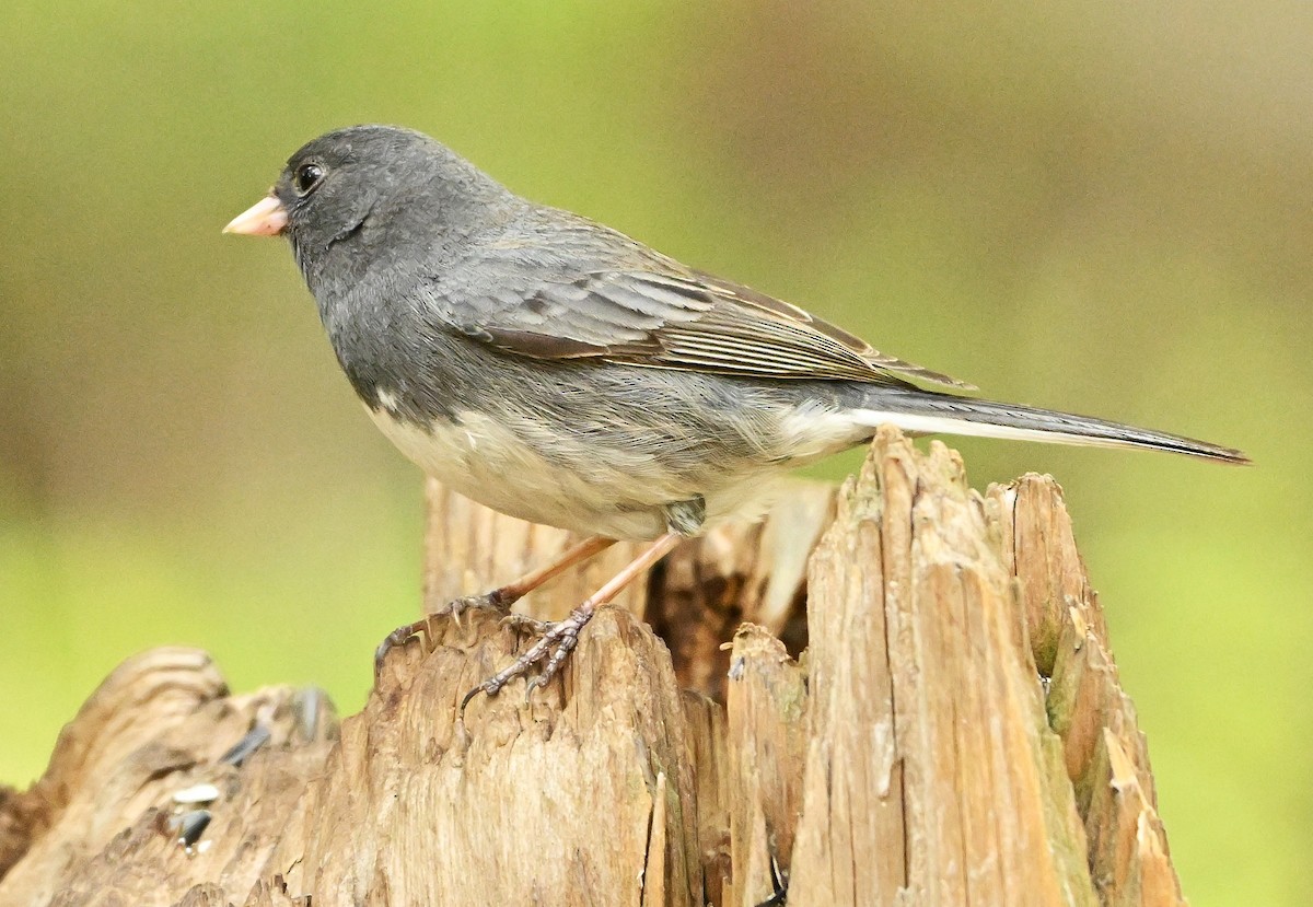 Dark-eyed Junco (Slate-colored) - ML619277477