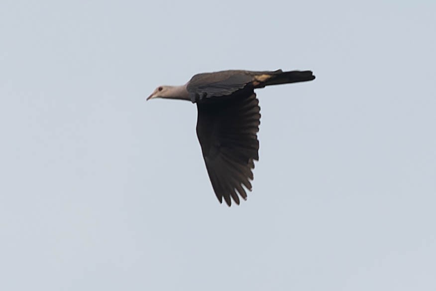 Malabar Imperial-Pigeon - ML619277479