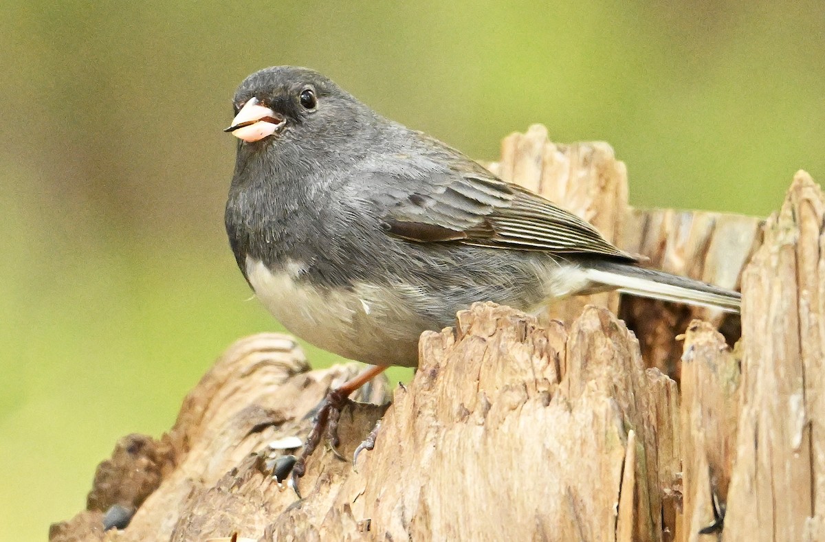 Dark-eyed Junco (Slate-colored) - ML619277481