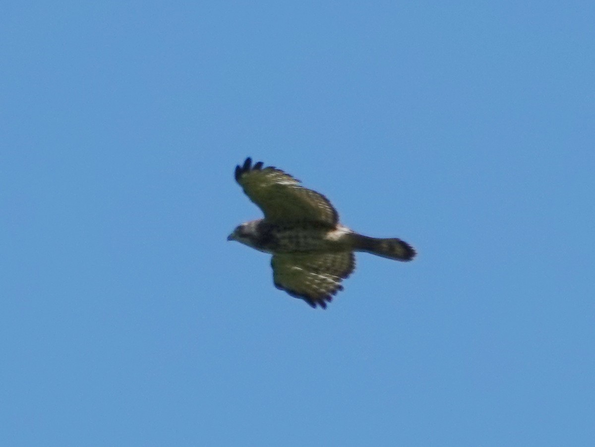 Broad-winged Hawk - Robin Oxley 🦉
