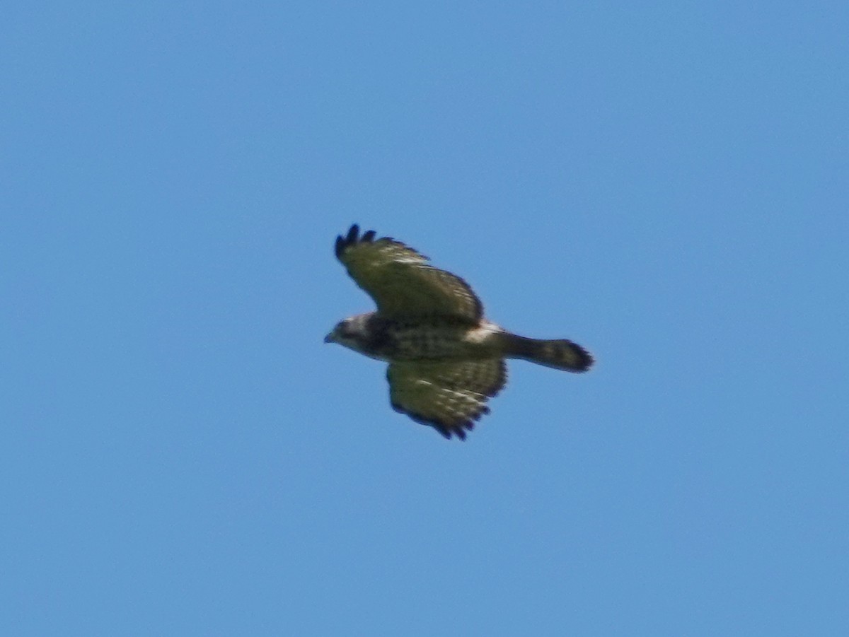 Broad-winged Hawk - ML619277483