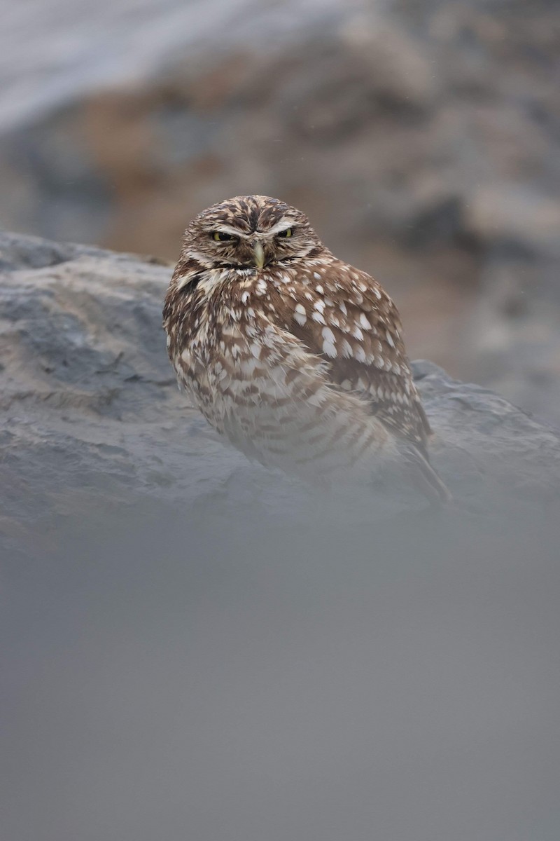 Burrowing Owl - Andrée Gagnon