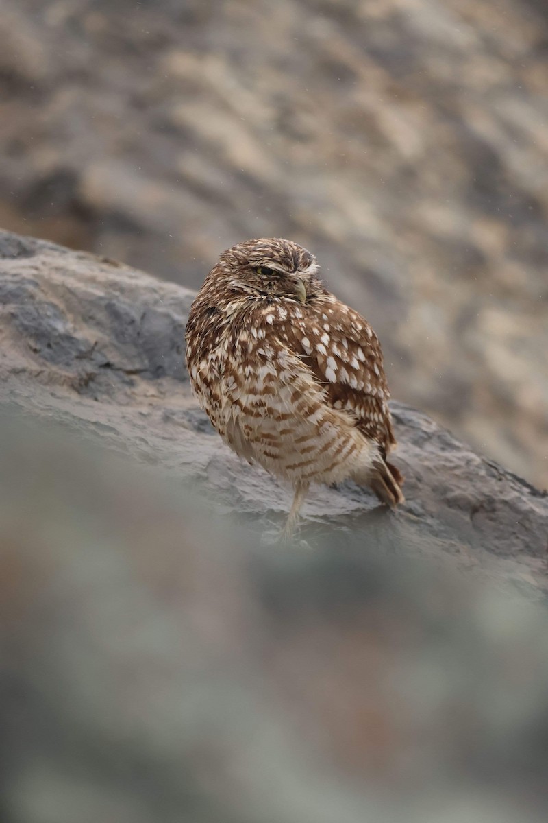 Burrowing Owl - Andrée Gagnon