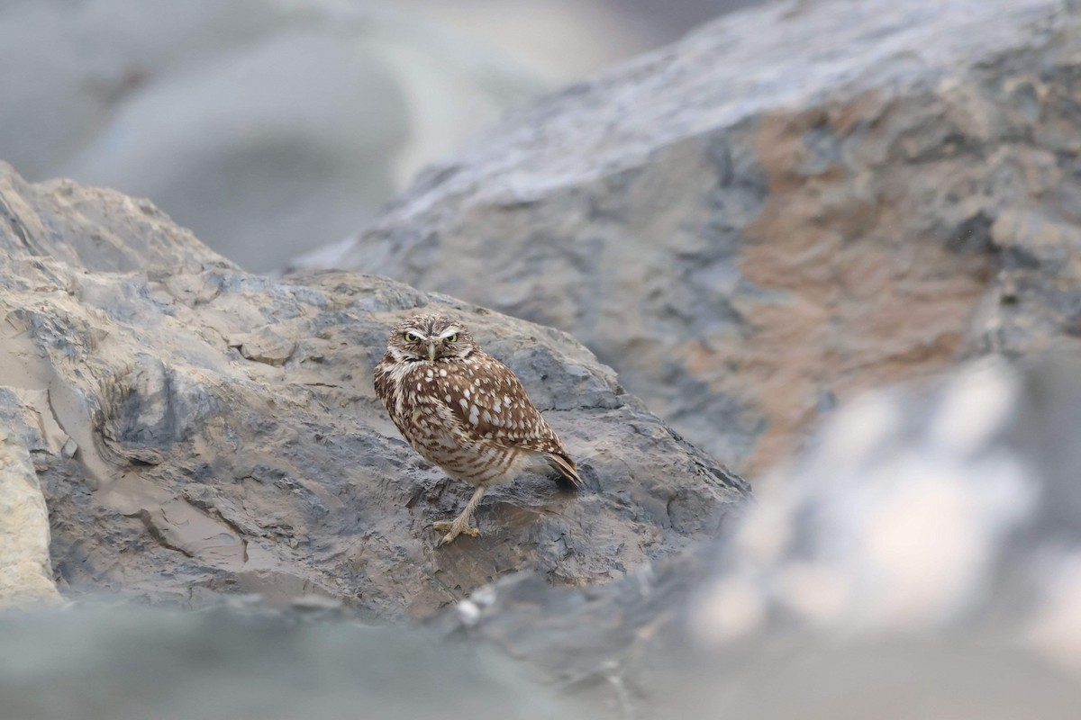 Burrowing Owl - Andrée Gagnon