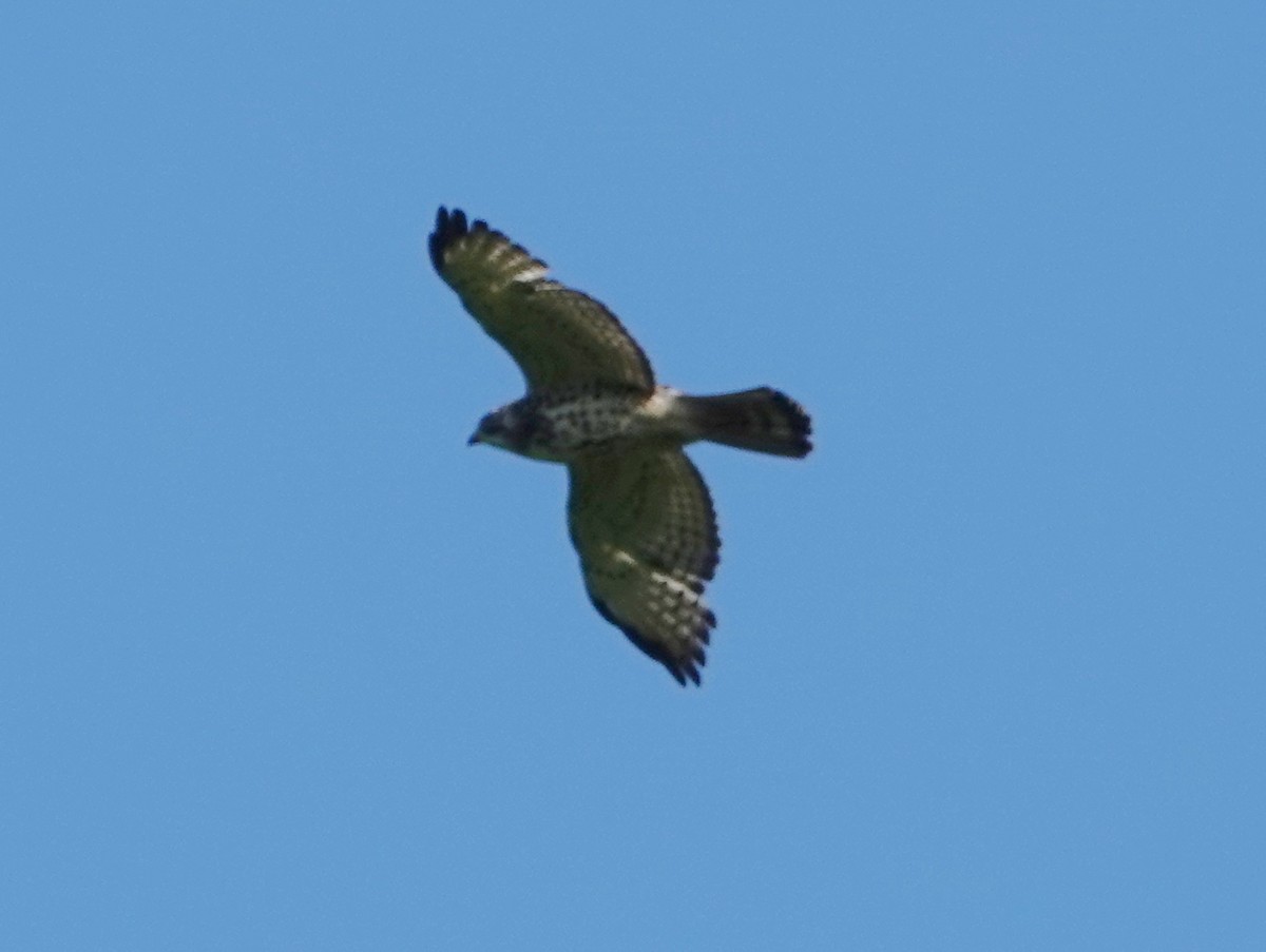 Broad-winged Hawk - Robin Oxley 🦉