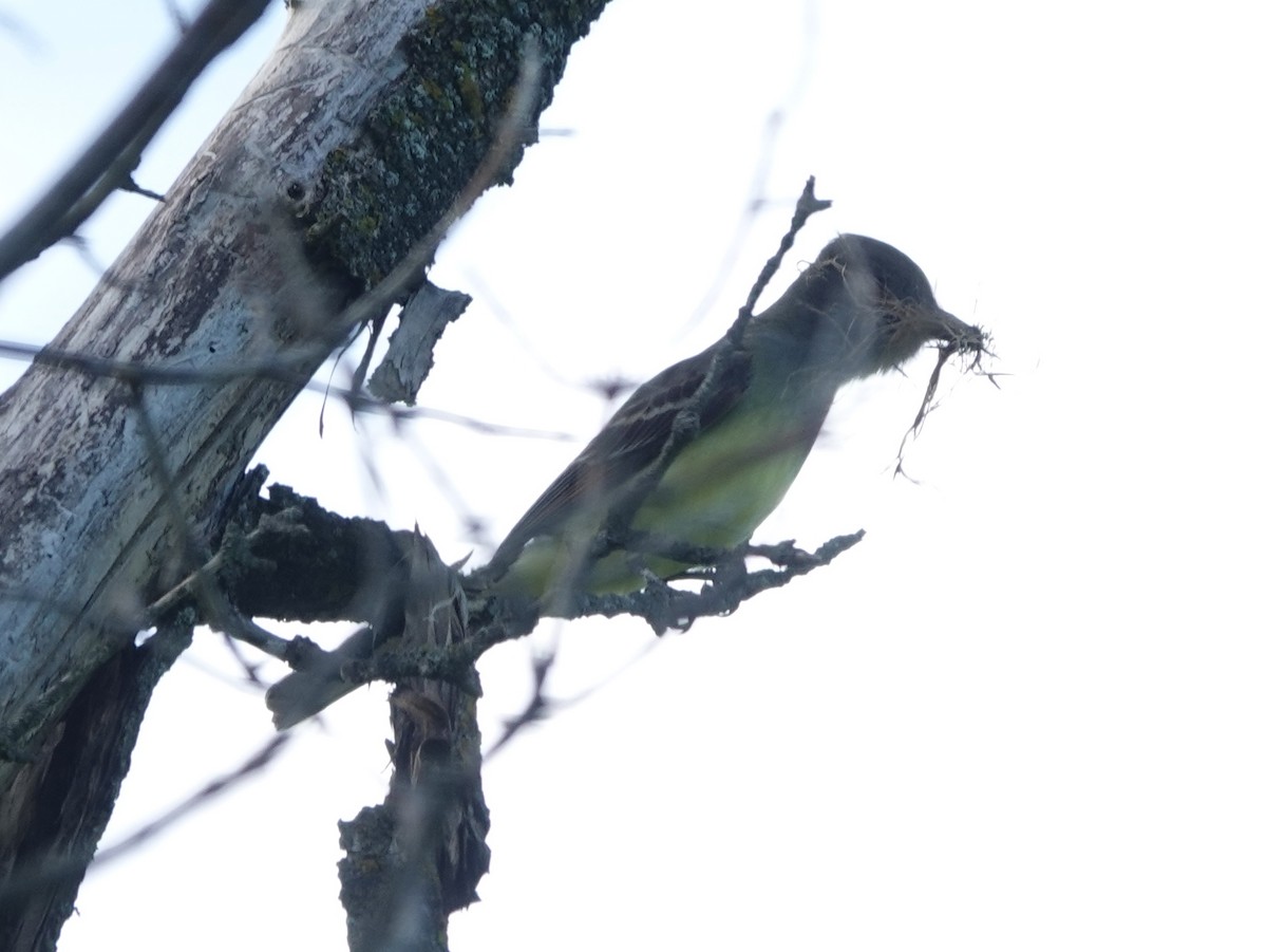 Great Crested Flycatcher - Robin Oxley 🦉