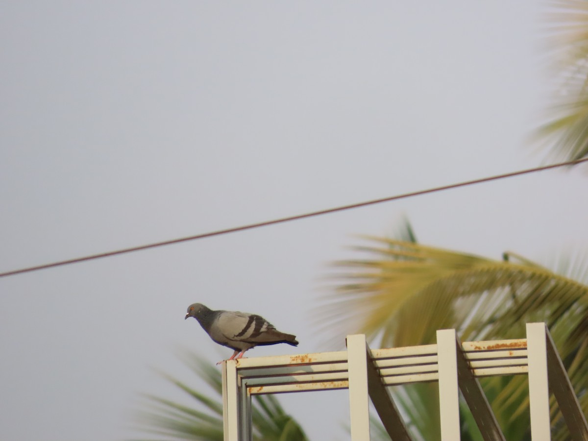 Rock Pigeon (Feral Pigeon) - Shilpa Gadgil