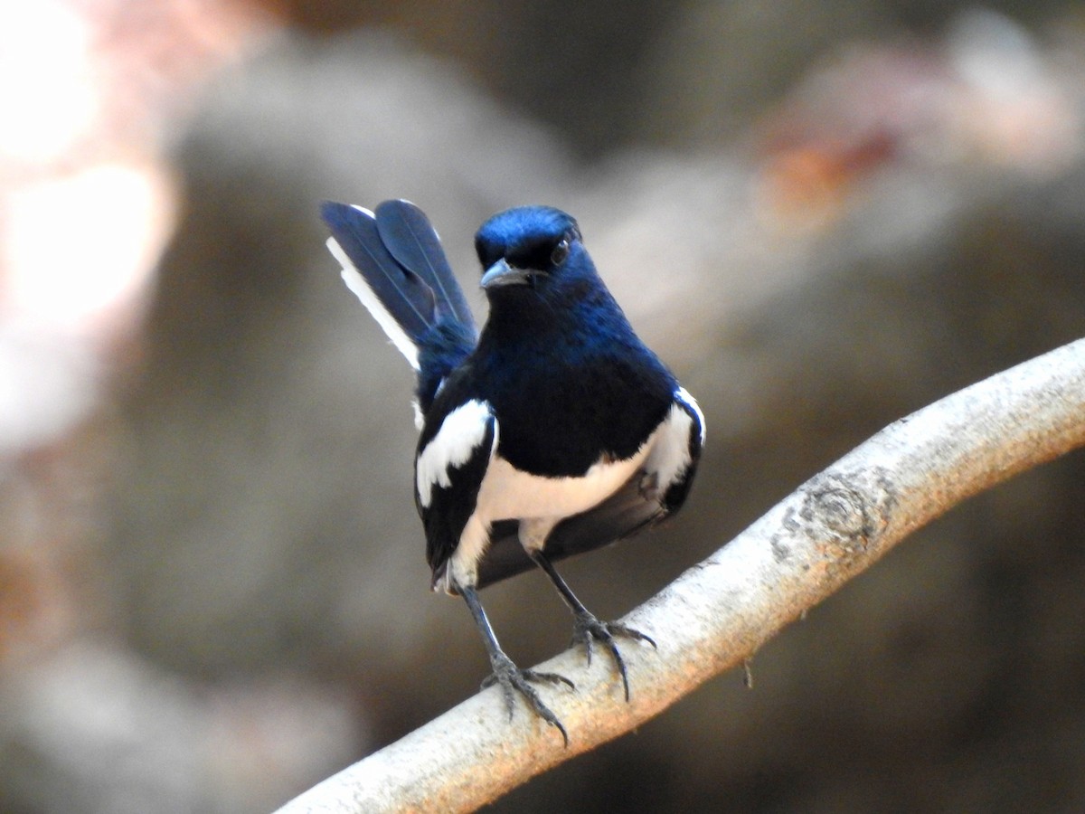 Oriental Magpie-Robin - Hemraj Patil