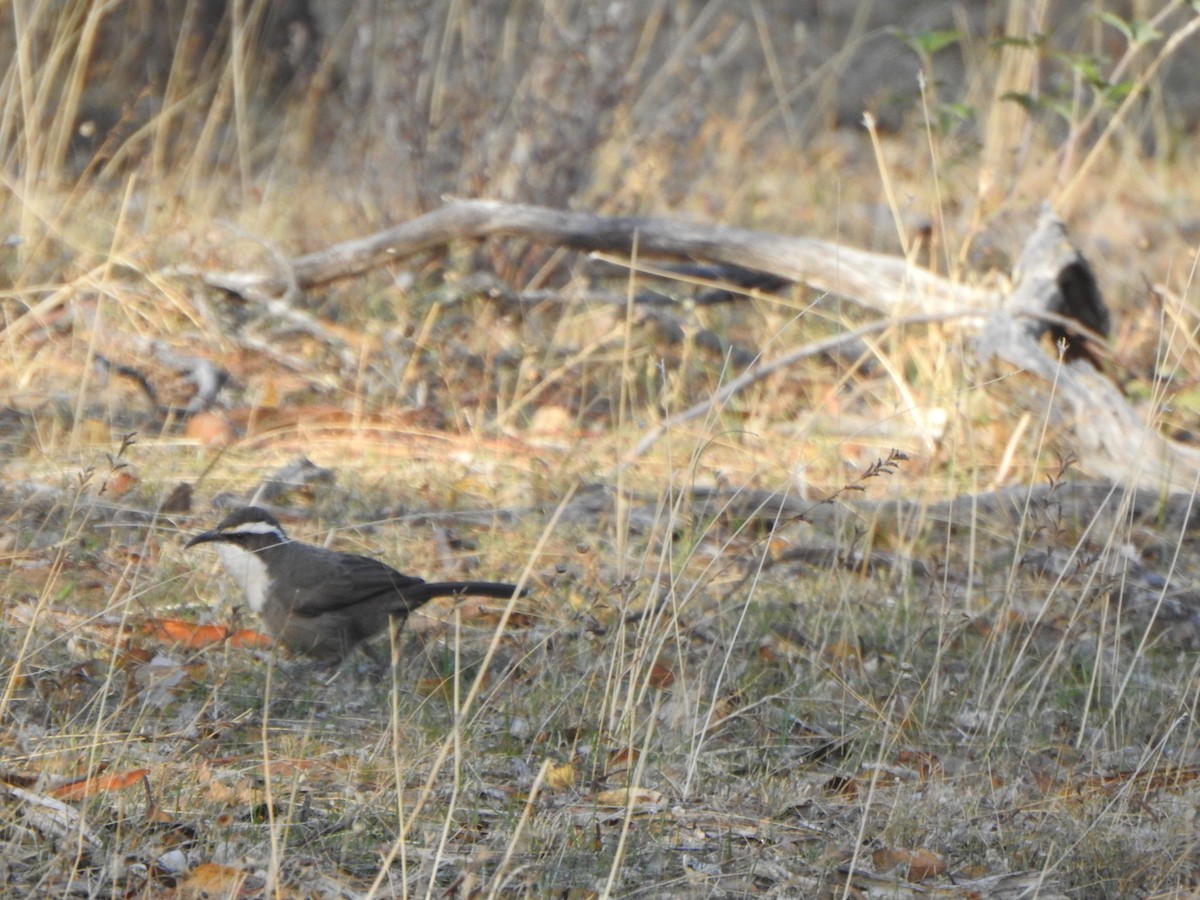 White-browed Babbler - Finn Craig-Harding