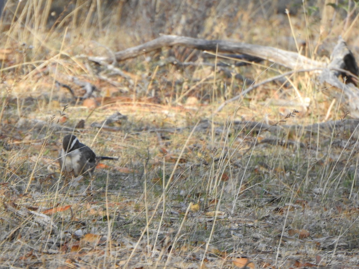 White-browed Babbler - Finn Craig-Harding