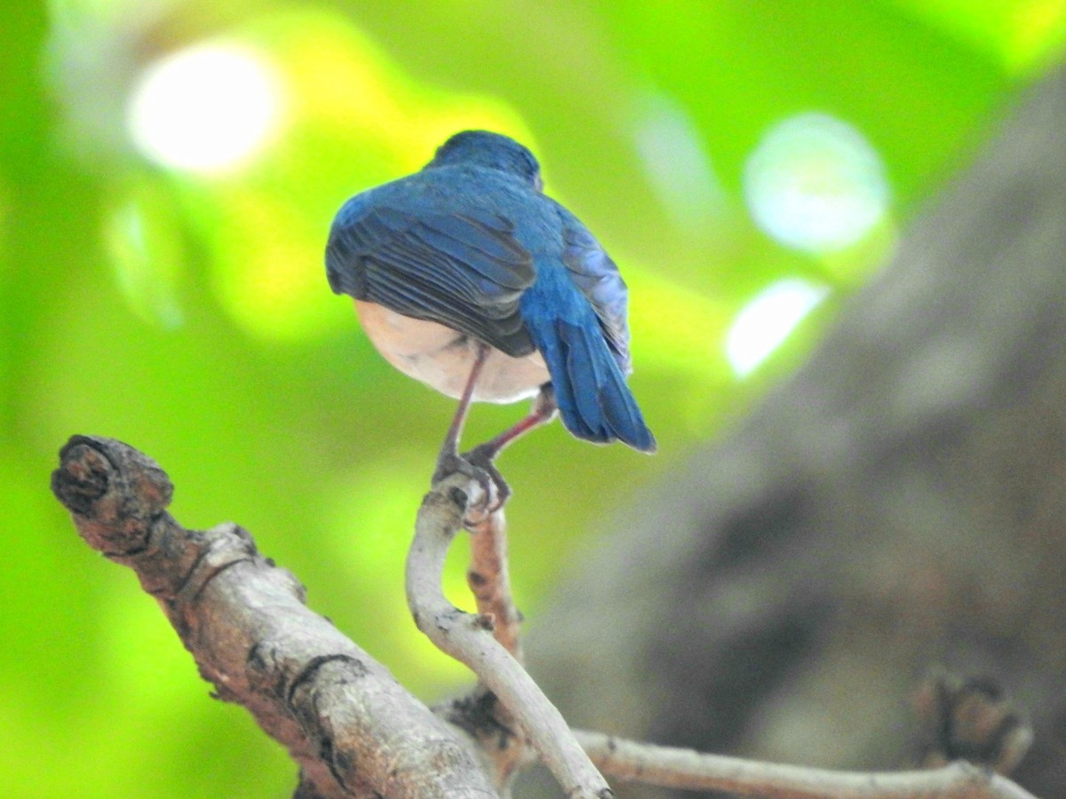 Tickell's Blue Flycatcher - Hemraj Patil