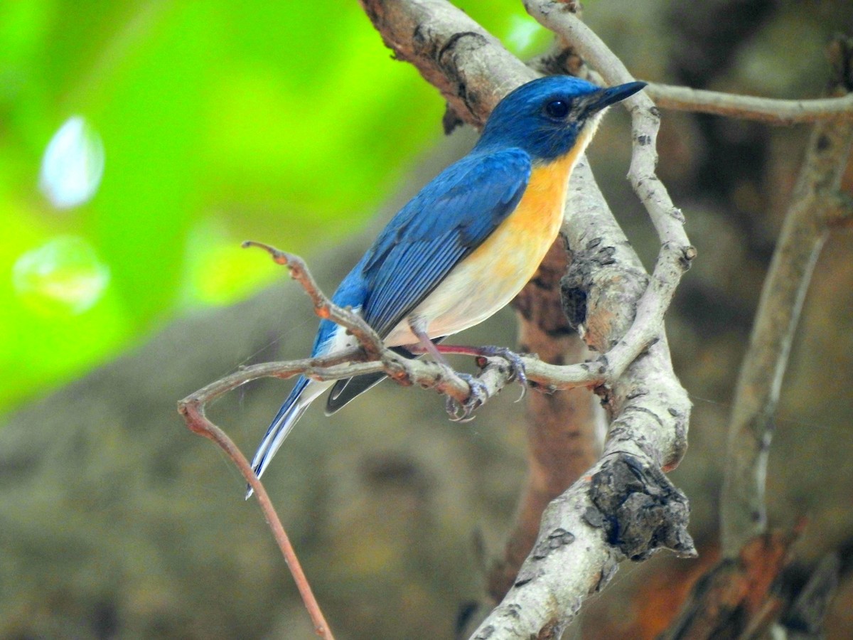Tickell's Blue Flycatcher - Hemraj Patil