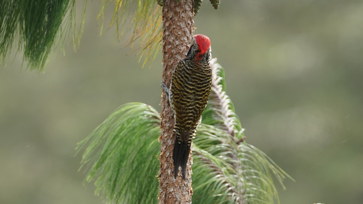Black-necked Woodpecker - Paul Gössinger