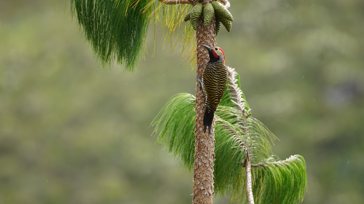 Black-necked Woodpecker - Paul Gössinger