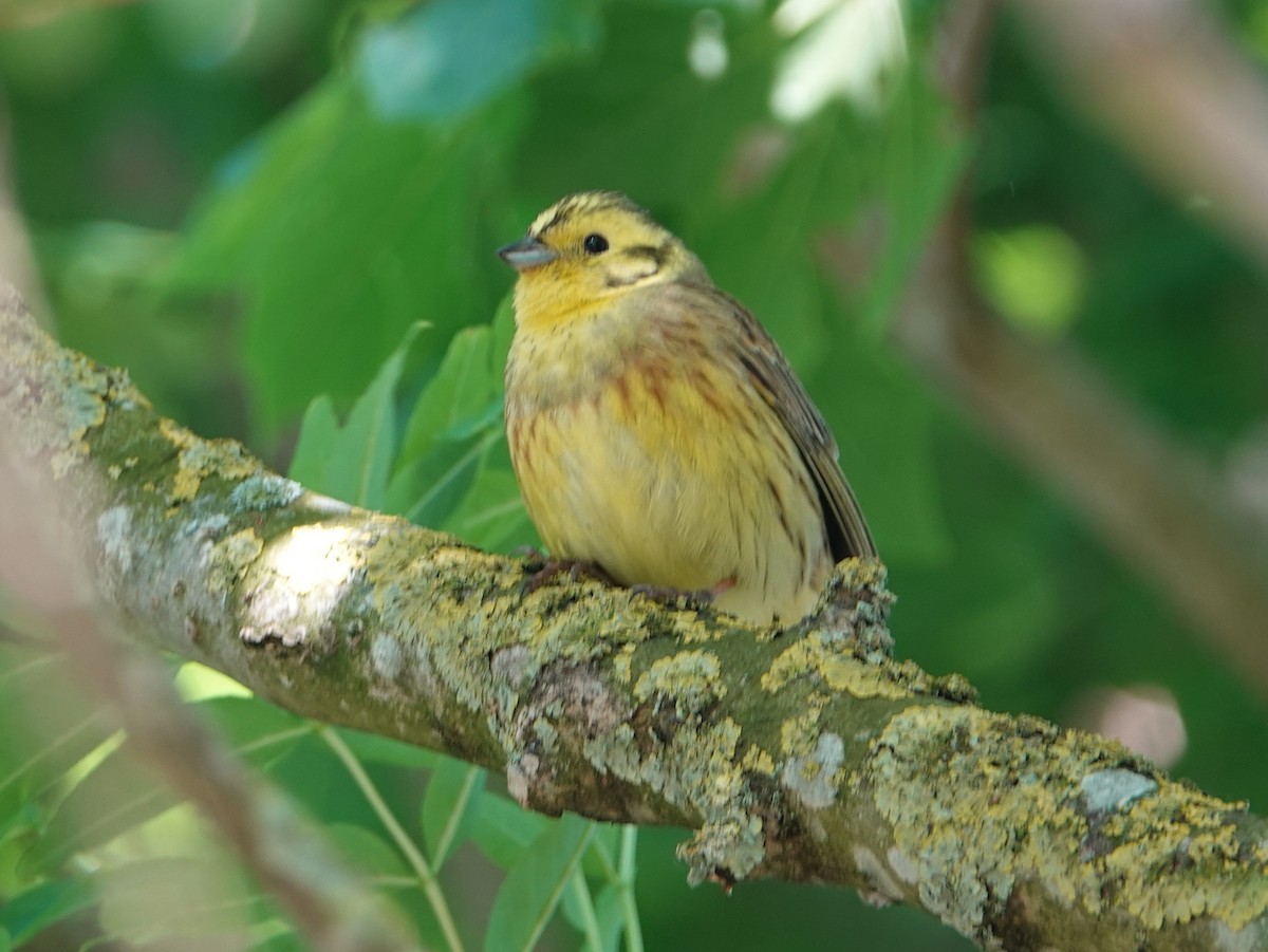 Yellowhammer - ML619277569