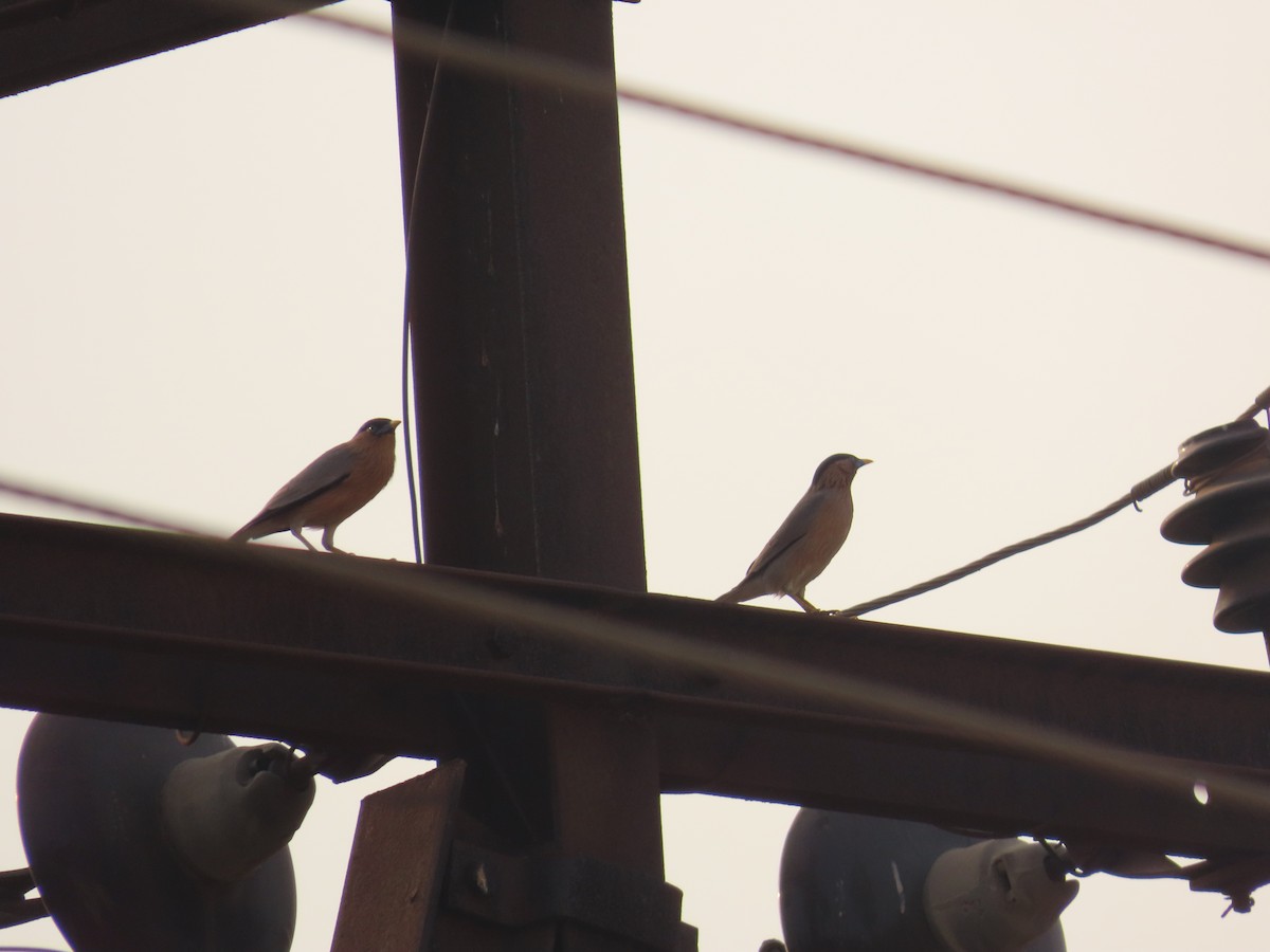 Brahminy Starling - Shilpa Gadgil