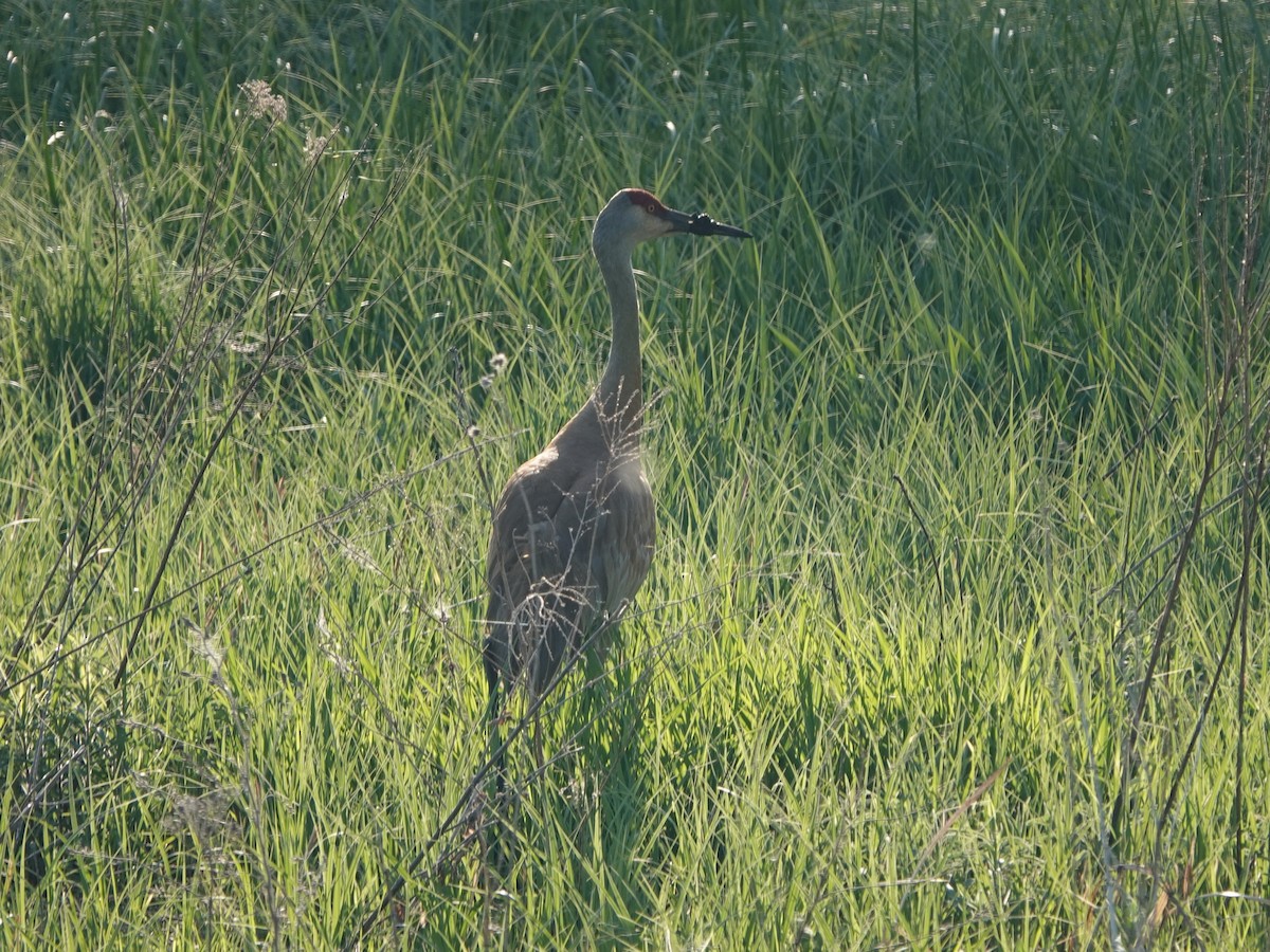 Sandhill Crane - ML619277596