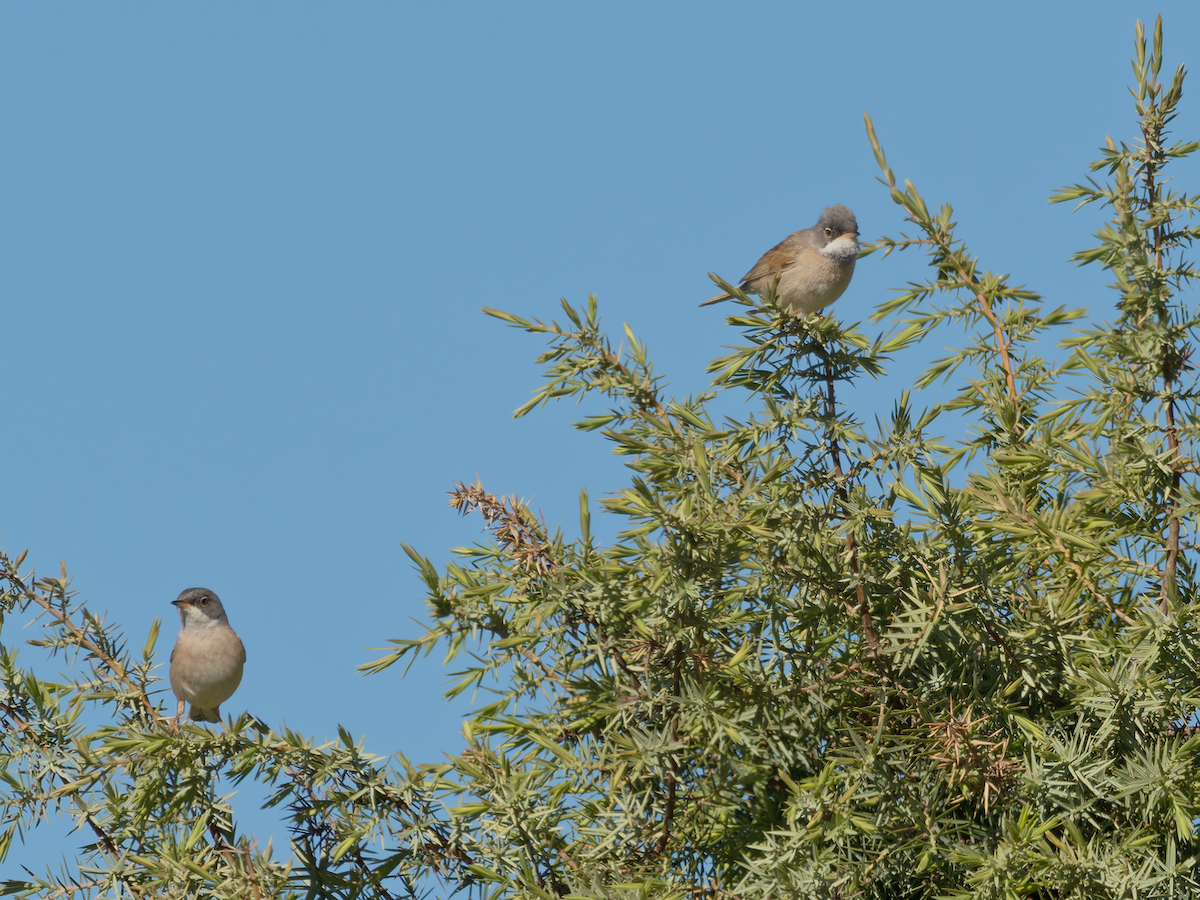 Spectacled Warbler - Juan Parra Caceres