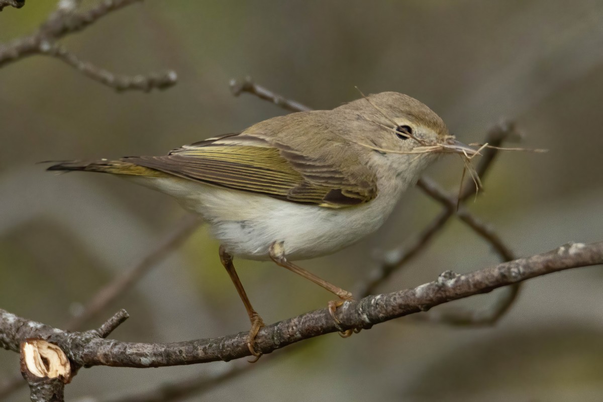 Western Bonelli's Warbler - Alejandro Sanz