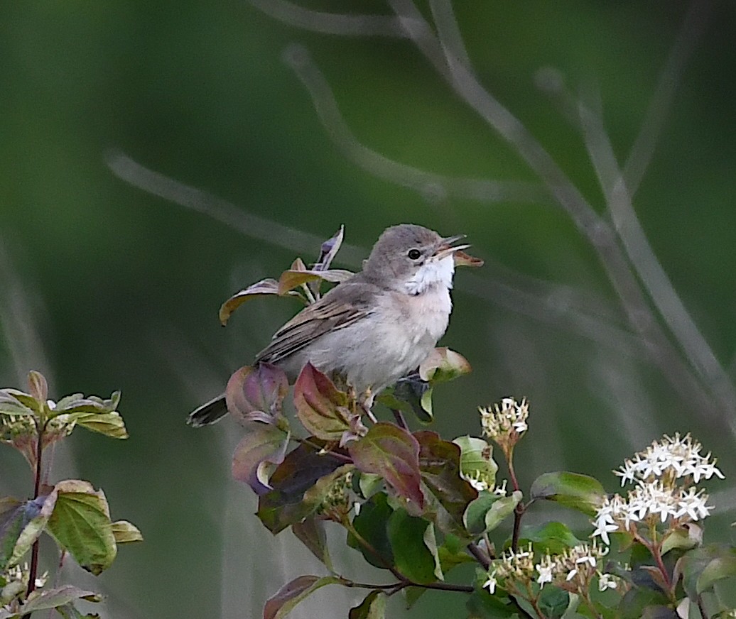 Greater Whitethroat - Василий Калиниченко