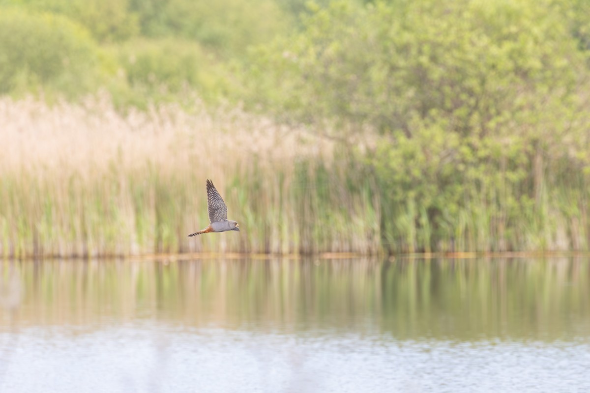 Red-footed Falcon - Max Baumgarten