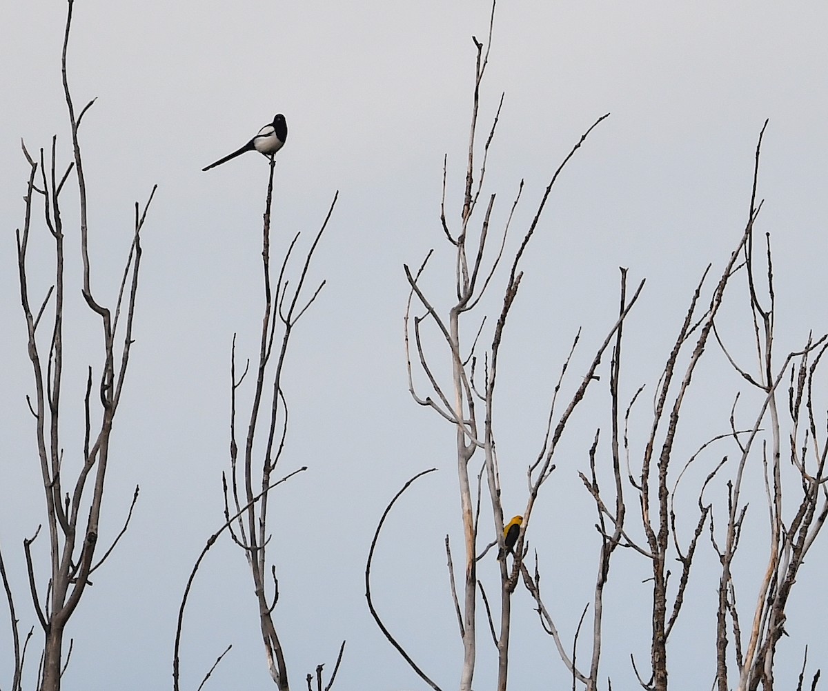 Eurasian Golden Oriole - Василий Калиниченко