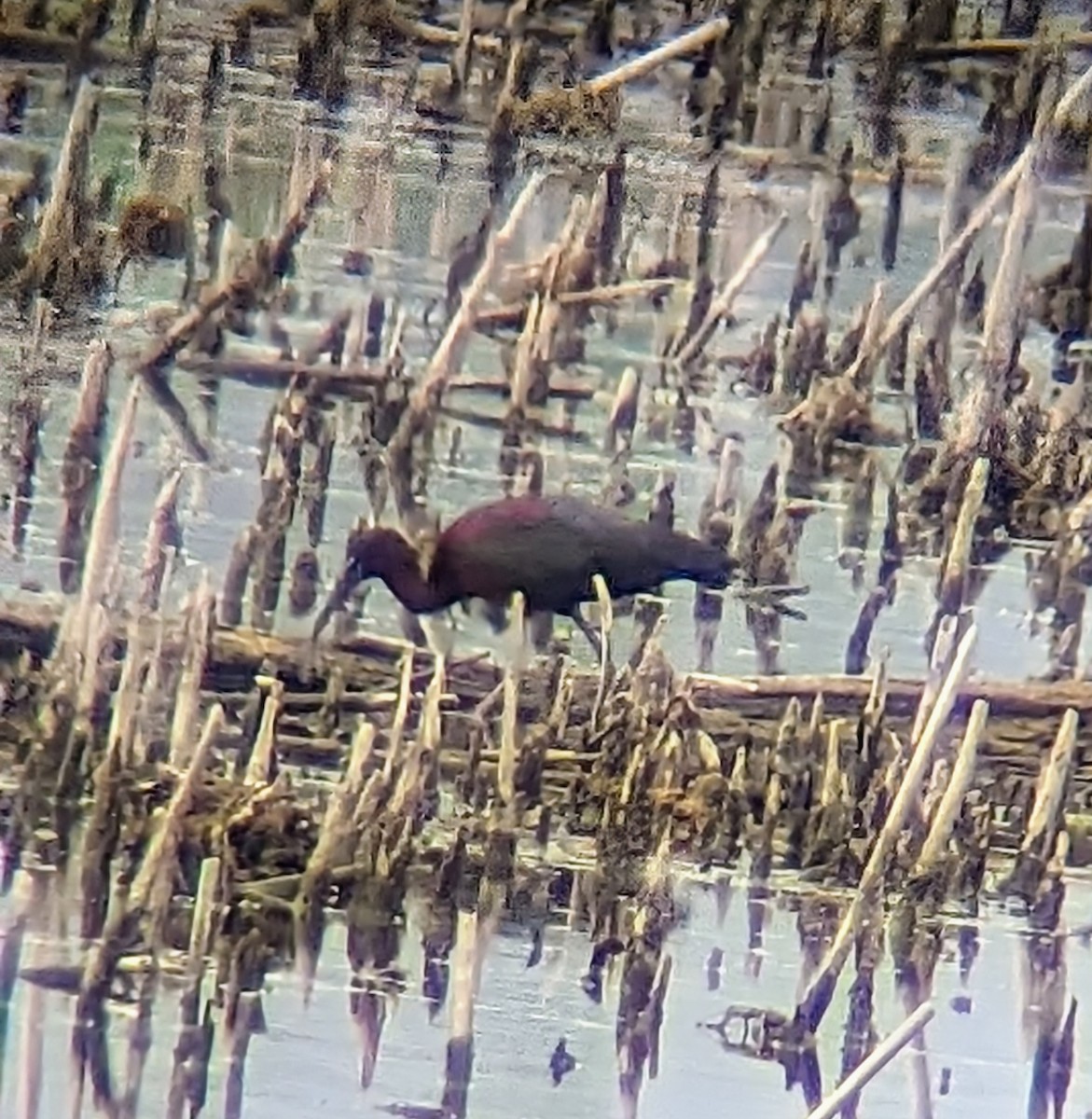 Glossy Ibis - ML619277640