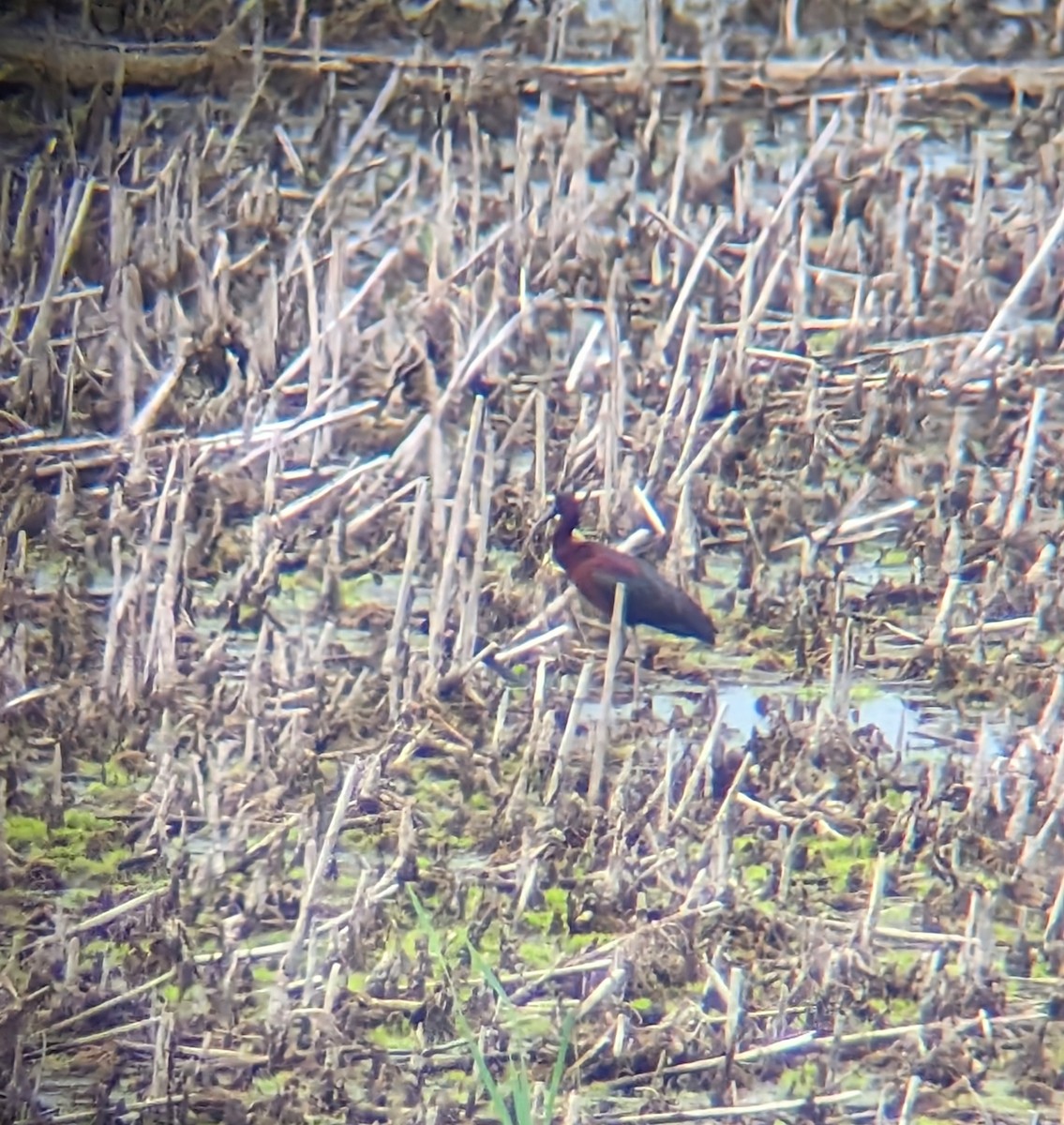 Glossy Ibis - ML619277641