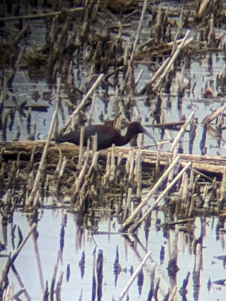 Glossy Ibis - ML619277642