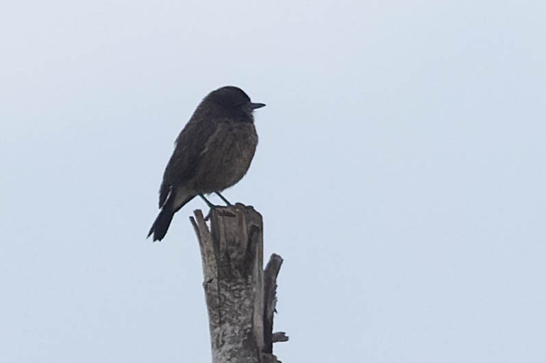 Pied Bushchat - Zebedee Muller