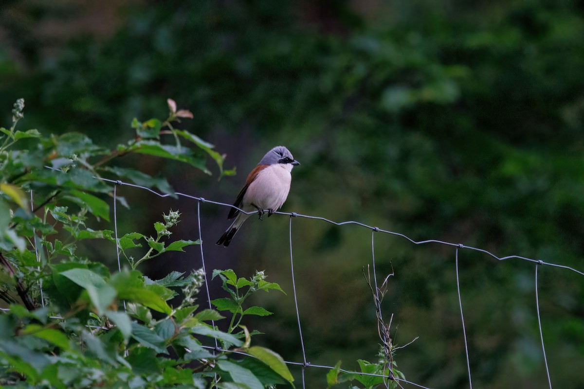 Red-backed Shrike - Takao Kobayashi