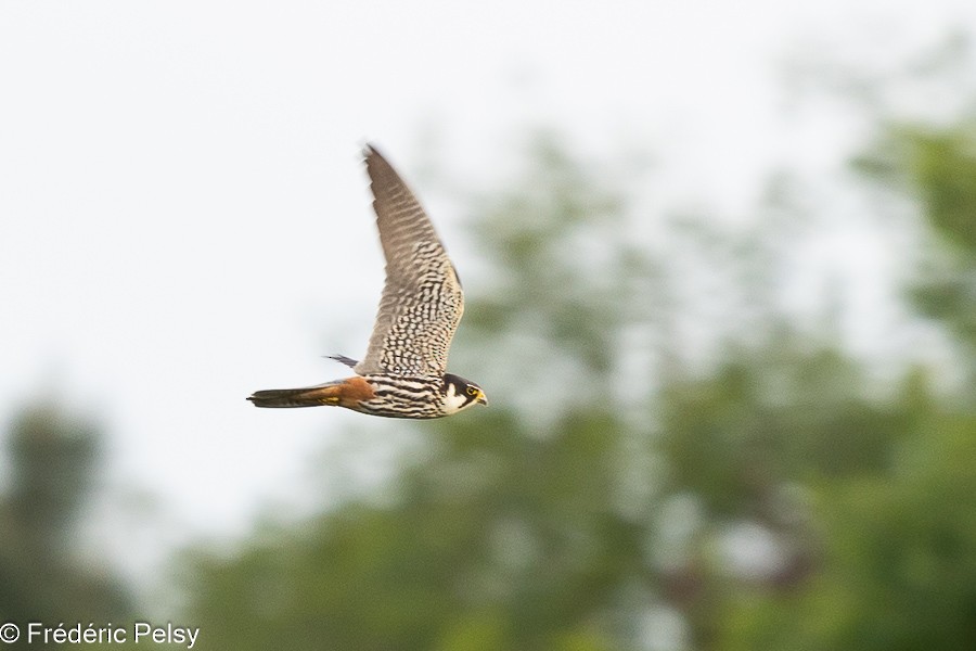 Eurasian Hobby - ML619277652