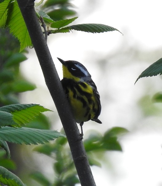 Magnolia Warbler - Germ Germain