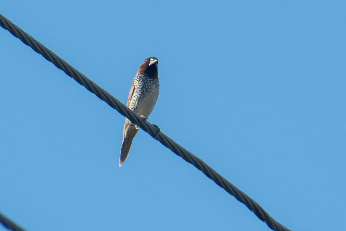 Scaly-breasted Munia - Ashok Kolluru