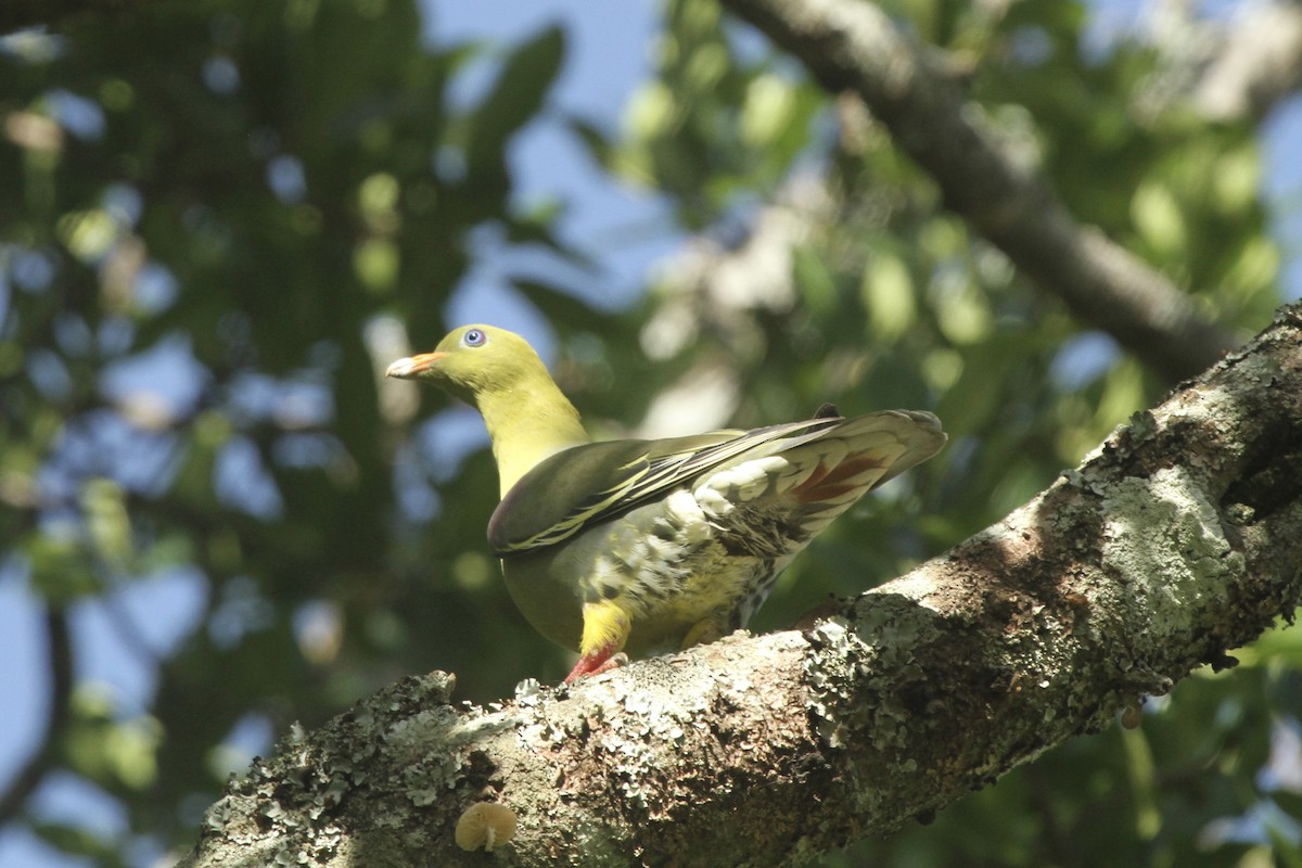 African Green-Pigeon - Roger Hurt