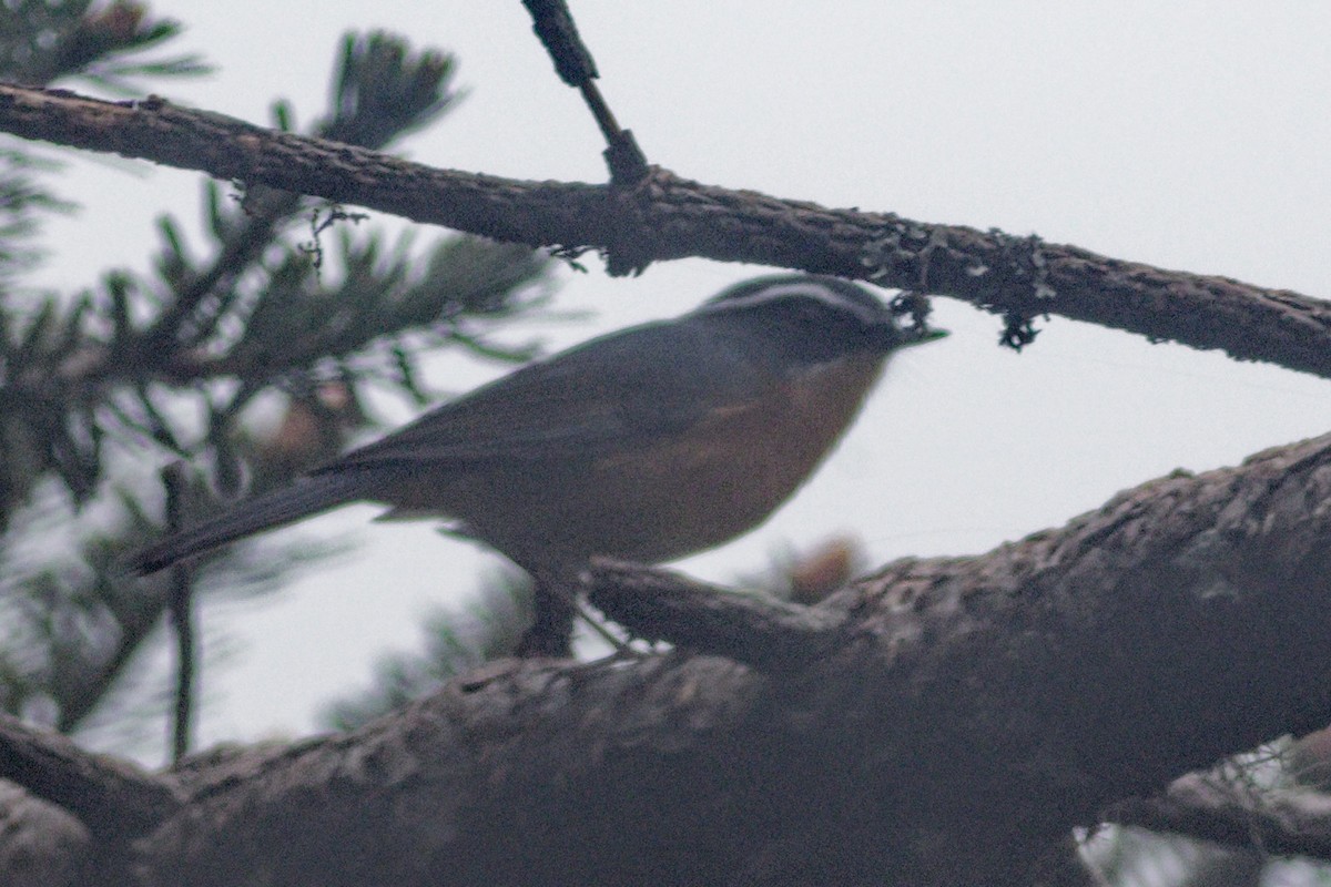 White-browed Bush-Robin - Able Lawrence