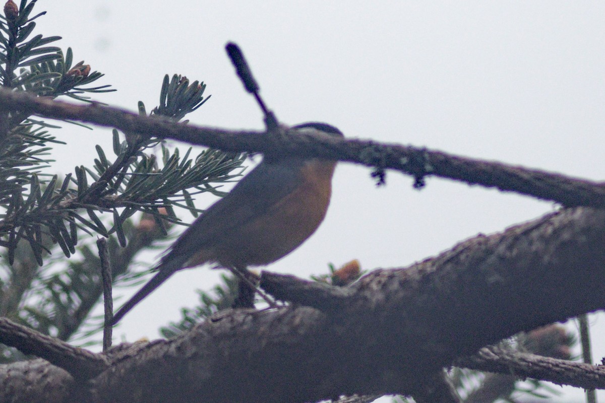 Robin à sourcils blancs - ML619277694