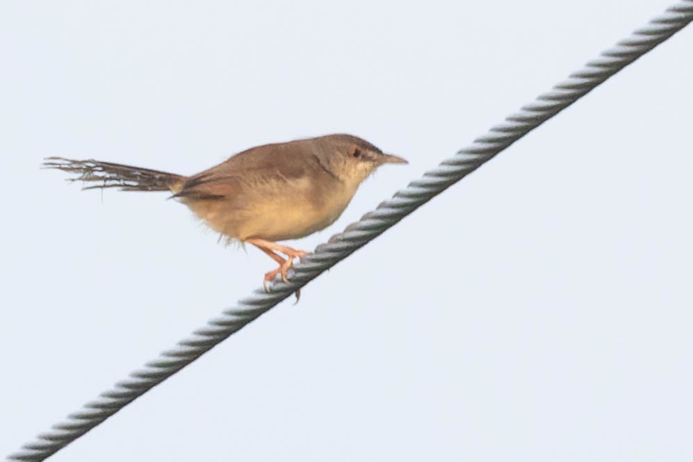 Jungle Prinia - Zebedee Muller