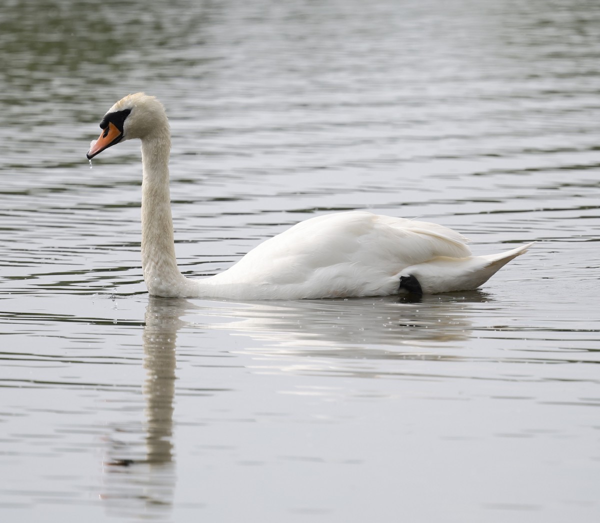 Mute Swan - Kevin McLeod