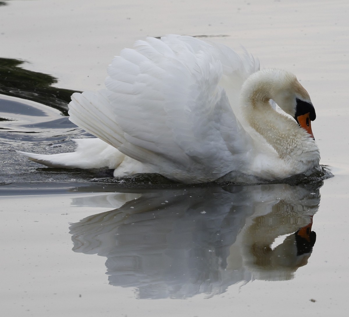 Mute Swan - Kevin McLeod