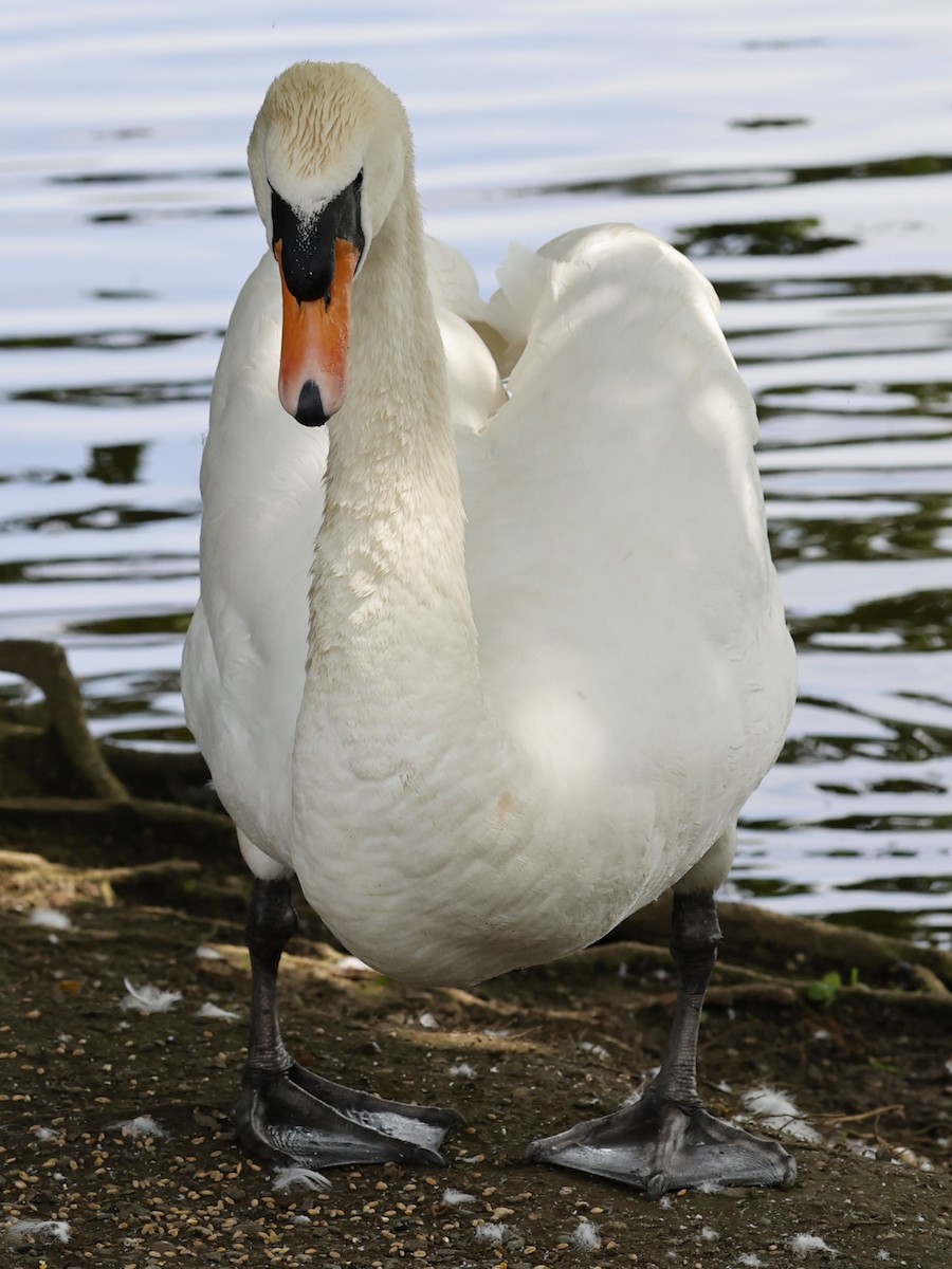 Mute Swan - Kevin McLeod