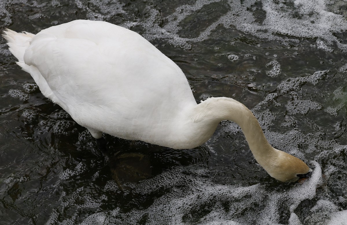 Mute Swan - Kevin McLeod