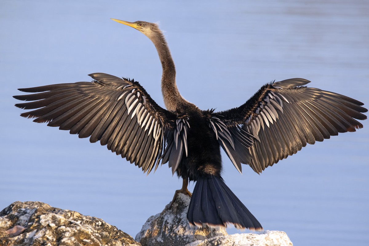 Amerika-Schlangenhalsvogel - ML619277707