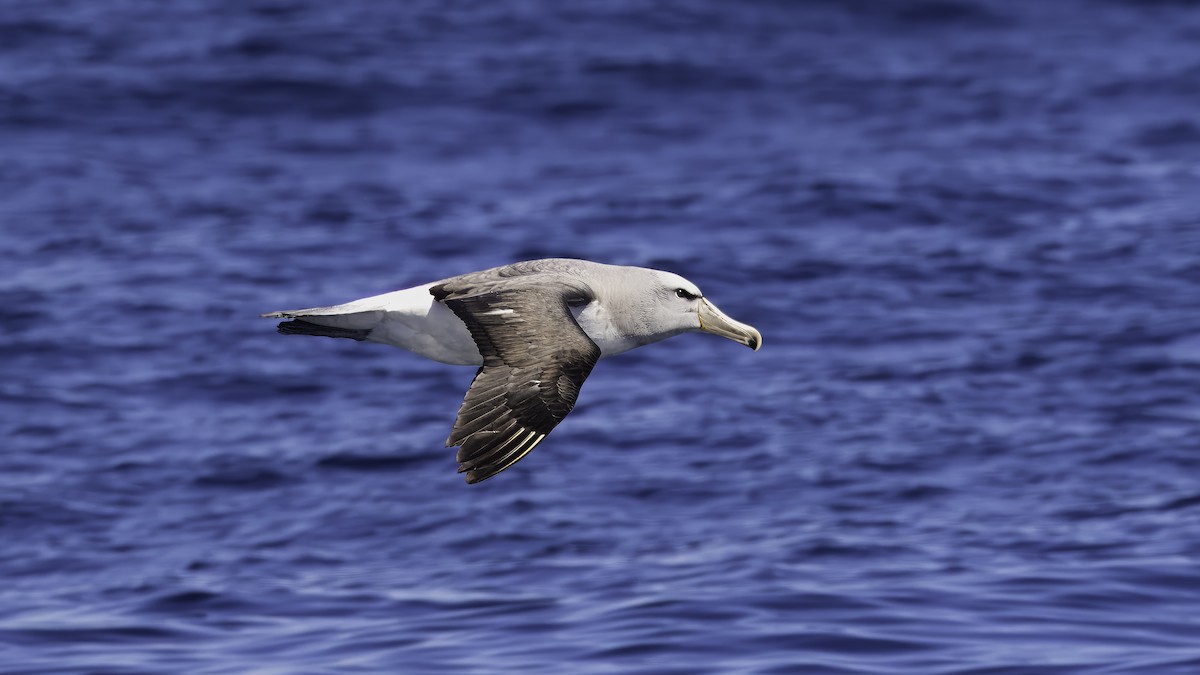 Salvin's Albatross - Markus Craig