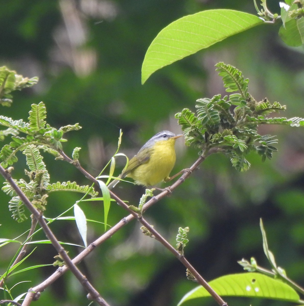 Gray-hooded Warbler - Muralidharan S