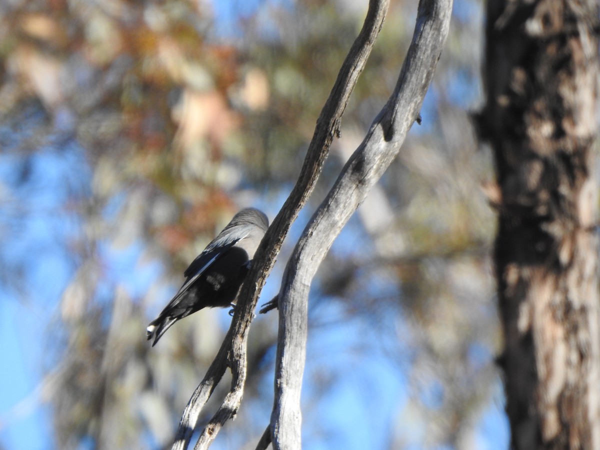 Dusky Woodswallow - Finn Craig-Harding