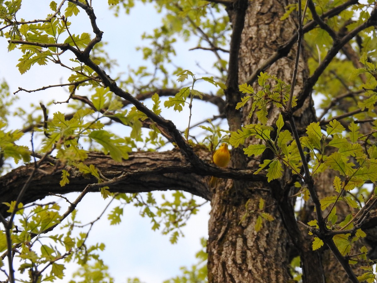 Yellow Warbler - Germ Germain