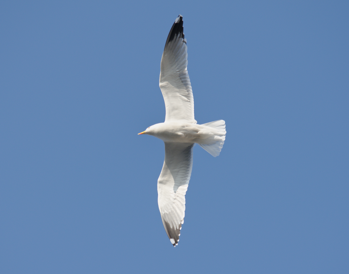 Yellow-legged Gull - Kevin Huang