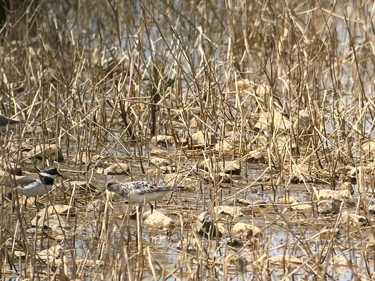 Sanderling - ML619277792