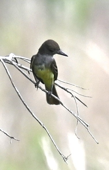 Great Crested Flycatcher - Nancy Blaze